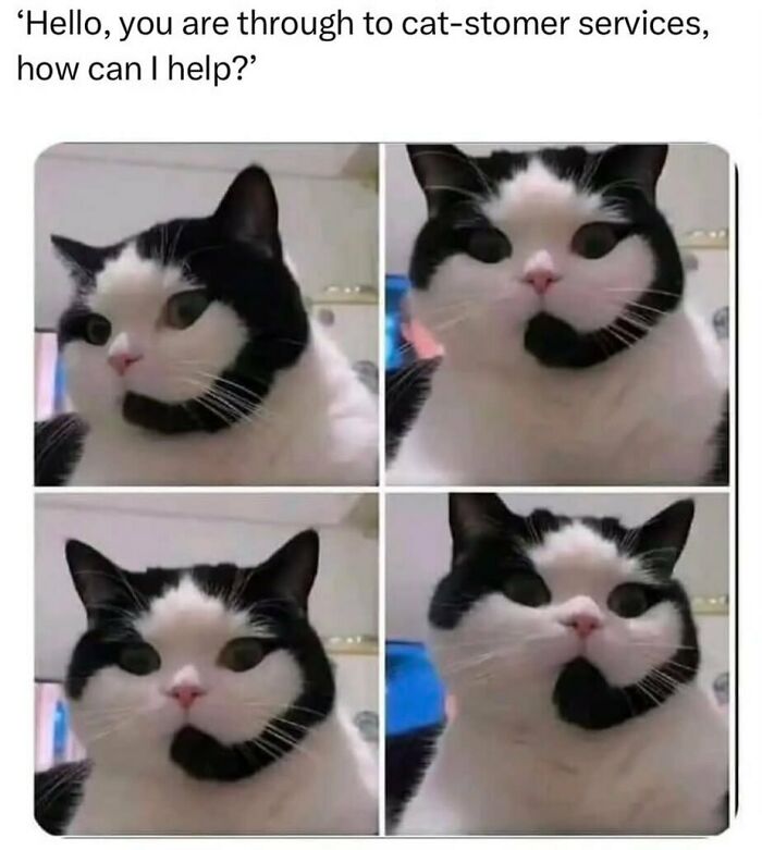 An adorable animal meme of a black and white cat with unique facial markings, resembling a customer service representative. This funny animal meme is very cute.