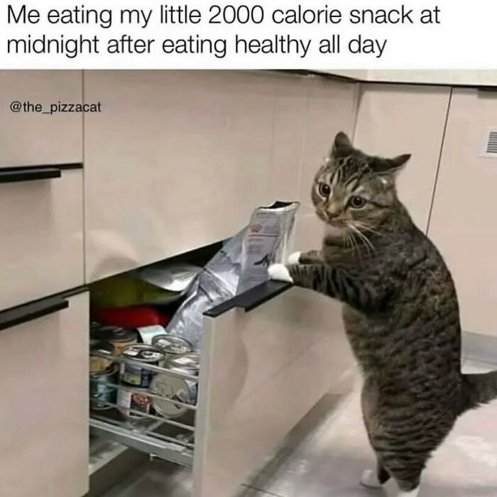A tabby cat standing on its hind legs, opening a kitchen drawer filled with canned food, for funny animal memes.