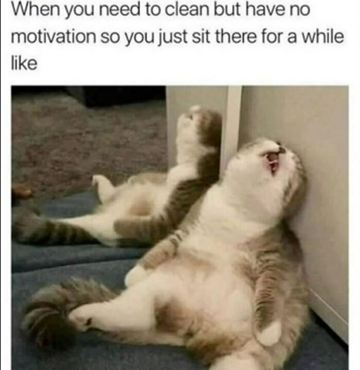 An adorable animal meme of two cats slumped against a wall, depicting a funny animal meme of no motivation.