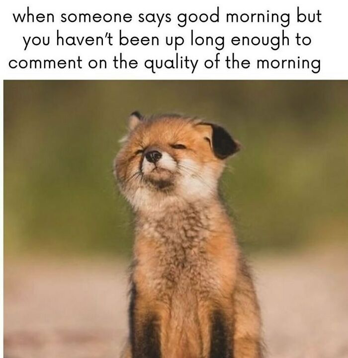 Adorable animal meme of a young fox with its eyes squinted, expressing a sleepy morning mood.