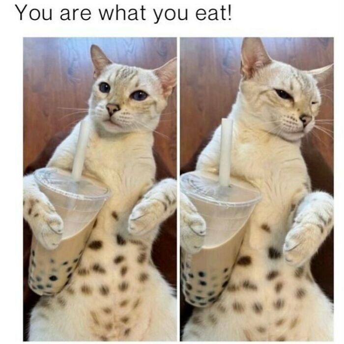 An adorable animal meme showing a cat holding two bubble tea cups, with the text You are what you eat!