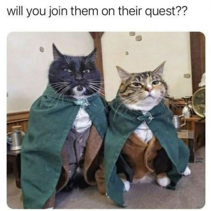 Two cats dressed in green cloaks, like hobbits, for funny animal memes.