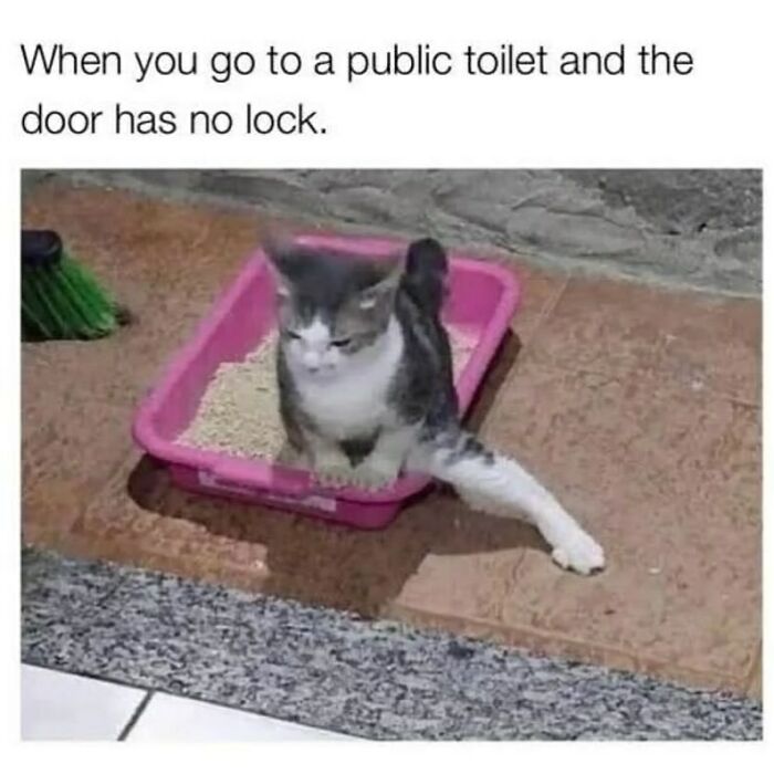 Funny animal meme of a cat looking uncomfortable in a litter box, illustrating relatable public toilet situations.