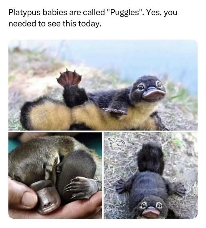 Adorable animal memes of platypus babies (puggles) in various cute poses that will turn your day around.