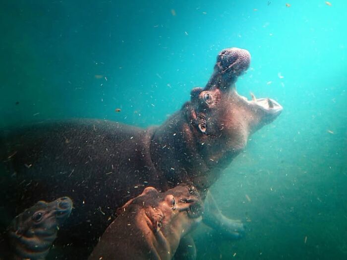 Remarkable photograph by Tittu Shaji Thomas capturing an open-mouthed hippopotamus and calf underwater, showcasing life across cultures.