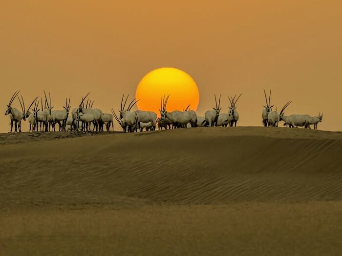 Remarkable photograph by Tittu Shaji Thomas showing a herd of oryx at sunset in a desert landscape, capturing life across cultures.