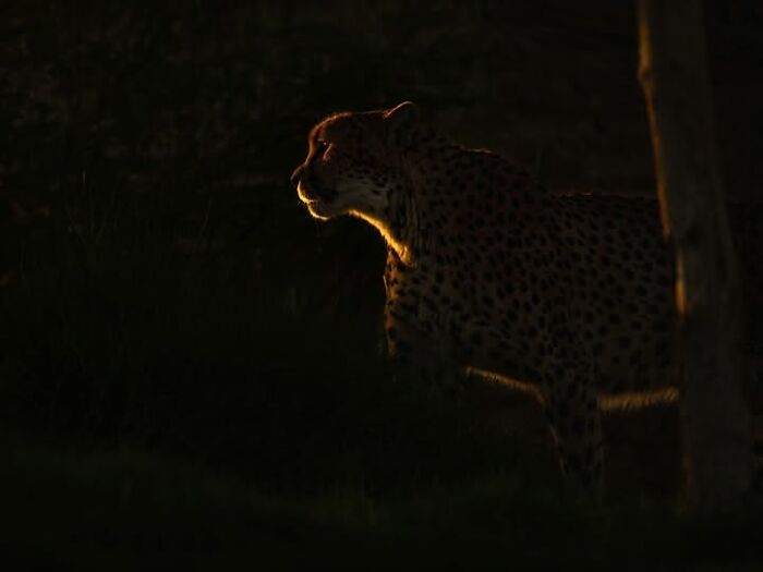 Remarkable photograph by Tittu Shaji Thomas capturing a cheetah in the dark, illuminated by a sliver of light, showcasing landscapes.