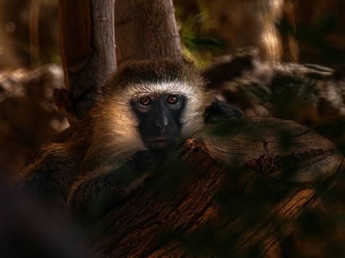An intriguing photograph by Tittu Shaji Thomas of a monkey peeking from behind a tree, showcasing life across landscapes.