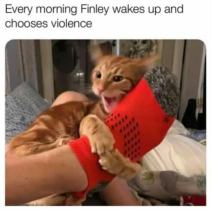 Funny animal memes: an orange cat aggressively attacking a person's red sock.