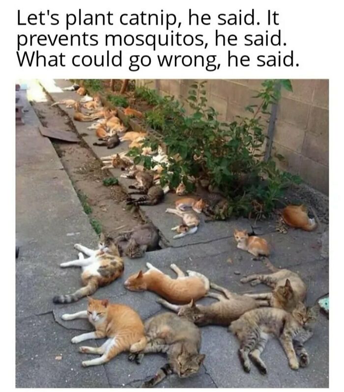 An adorable animal meme featuring many cats lounging on the ground after catnip, a funny animal meme.