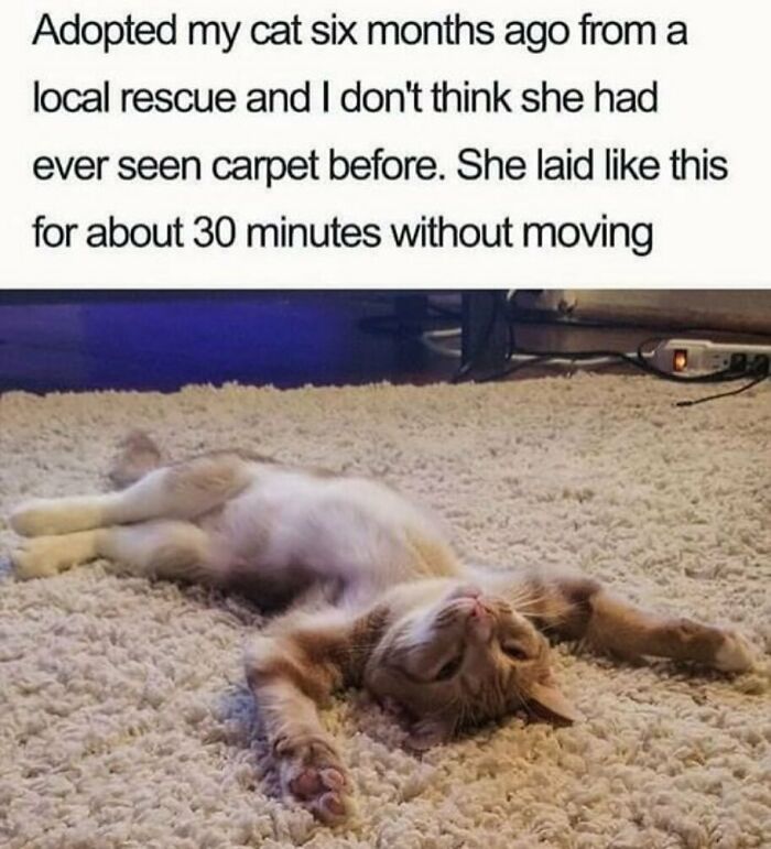 Funny animal meme of a cat lying on its back with arms stretched out on a carpet, relaxing.