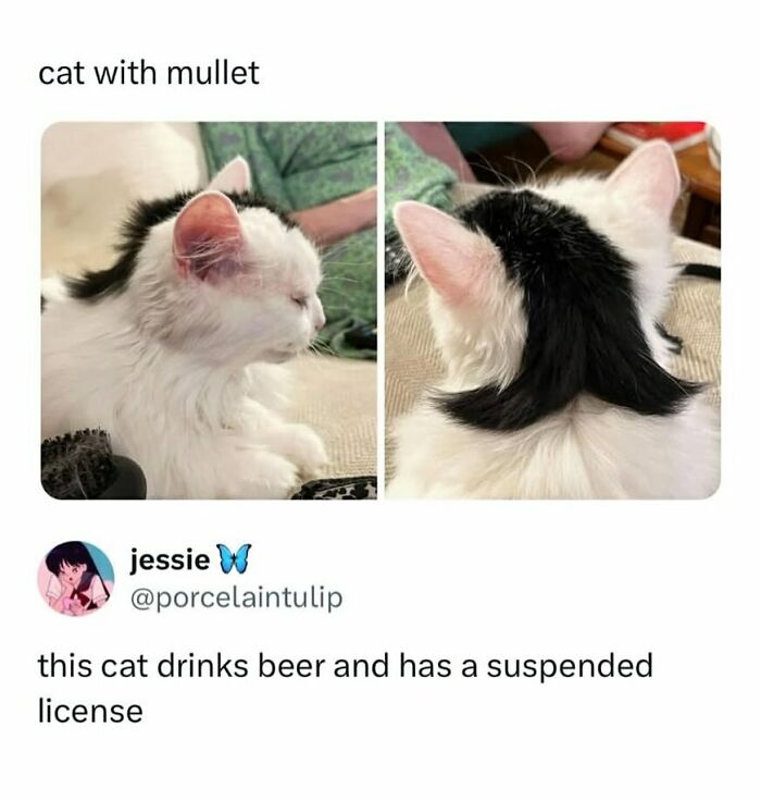 Funny animal meme of a white cat with a black mullet hairstyle, styled to look like a punk rocker.
