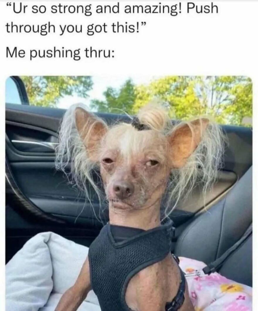 A funny-looking dog with hair ties, looking tired in a car, an example of a silly animal meme.