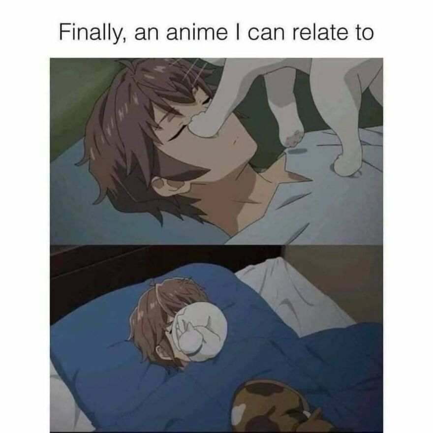 Anime character sleeping while a cat pokes his nose, an example of cute animal memes.