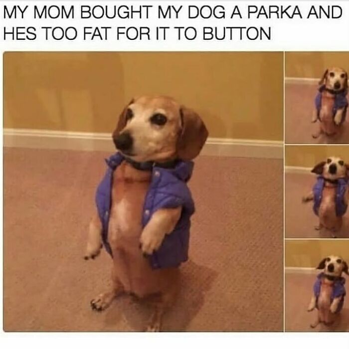 A dachshund dog wearing a blue parka that's too small for him. An adorable animal meme.