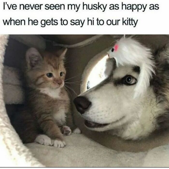 Funny animal meme of a happy husky greeting a small kitten in a pet bed, showing an adorable interaction.