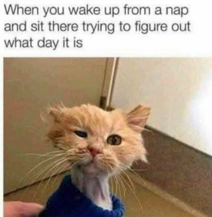 A disheveled cat with messy fur, looking confused, wearing a blue shirt. An adorable animal meme.