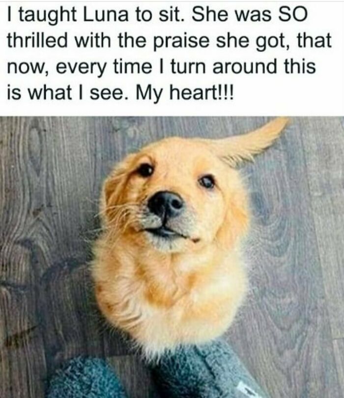 Funny animal meme of a golden retriever puppy looking up with a happy expression, sitting attentively at a person's feet.