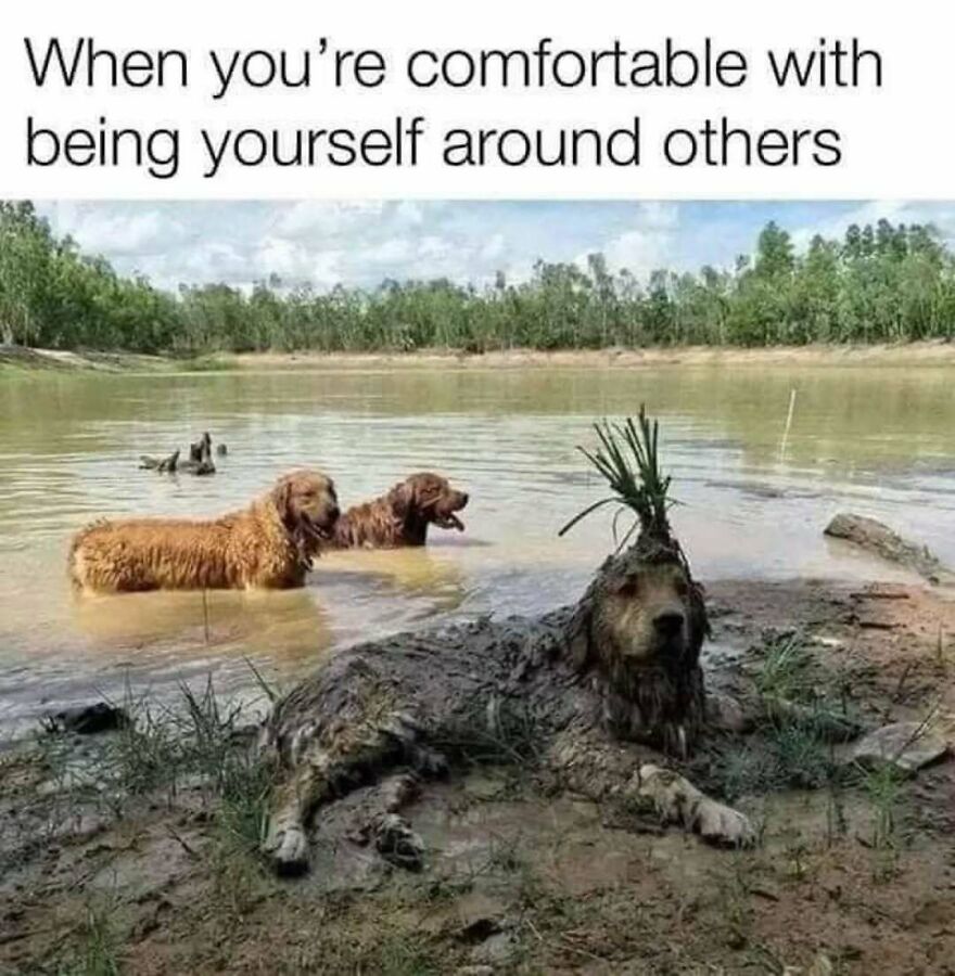 Silly golden retriever with a plant on its head, enjoying a mud bath with other cute animal memes.