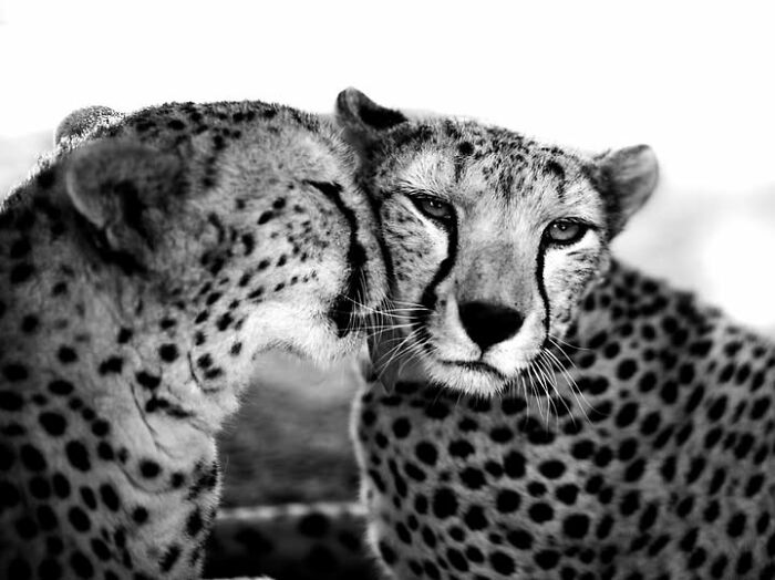 A striking black and white photograph by Tittu Shaji Thomas depicting two cheetahs, reflecting life across landscapes.