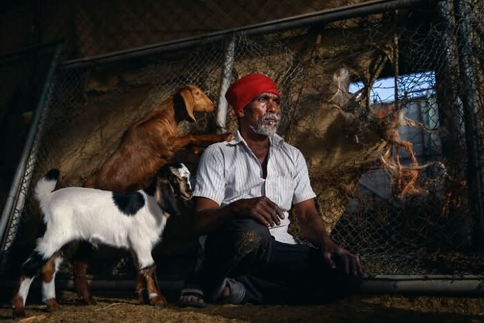 A powerful photograph by Tittu Shaji Thomas featuring a man with goats in a pen, capturing life across cultures and landscapes.