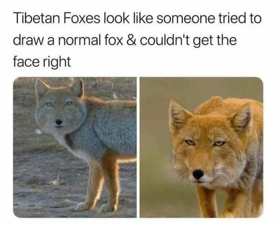 A funny animal meme featuring two Tibetan foxes, highlighting their distinctive facial features. They make for cute animal memes.