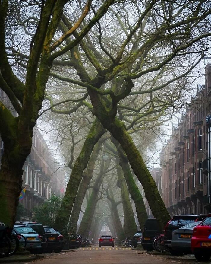 A brilliant and beautiful natural design: trees with intertwining branches forming an archway over a street, a highlight of nature's beauty.