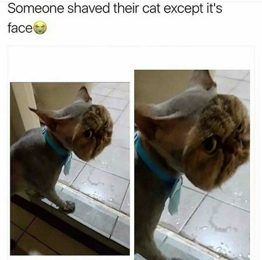 A silly and cute animal meme of a cat that has been shaved, except for its face.