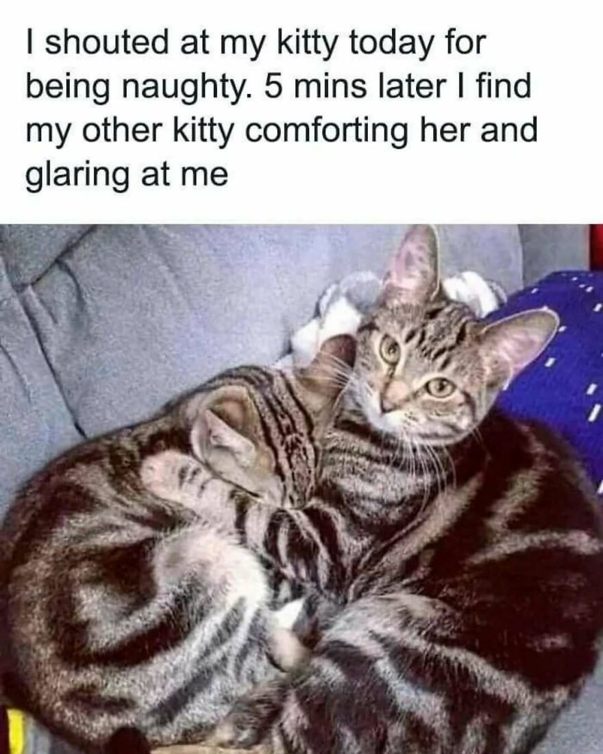 Two cute animal memes featuring cats, with one cat comforting another. They are silly and cute animal memes.