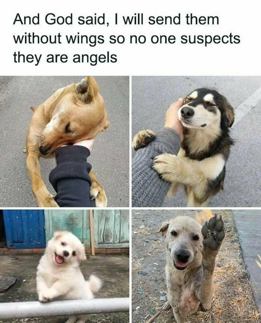 A collage of four silly and cute animal memes featuring dogs, including a golden retriever, a husky mix, and two small white dogs. One dog looks like an angel.