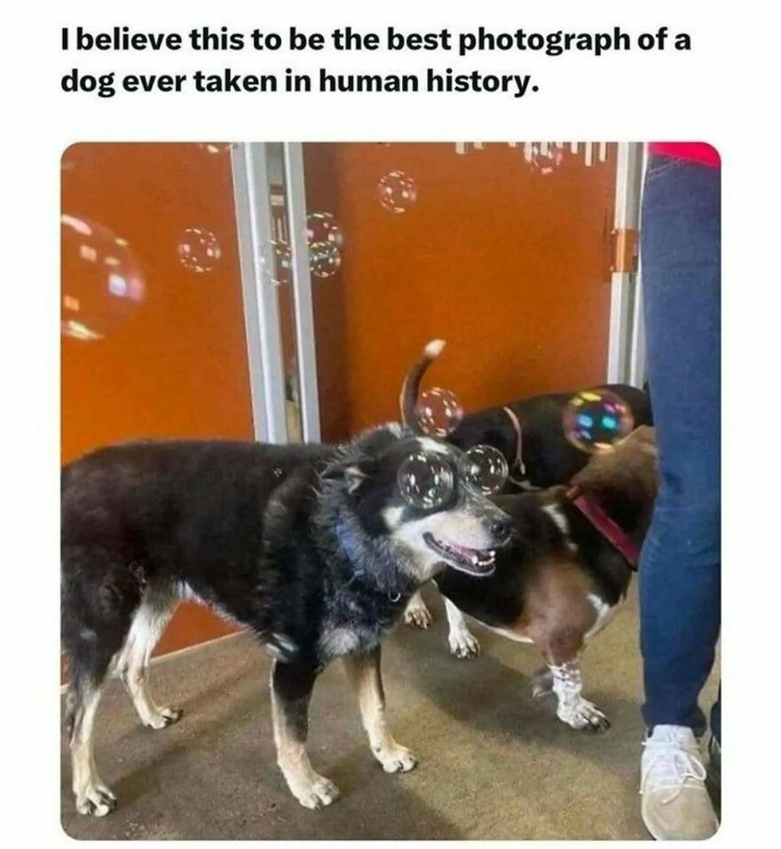 A silly and cute animal meme featuring a dog wearing bubbles like glasses, a truly cute animal meme.