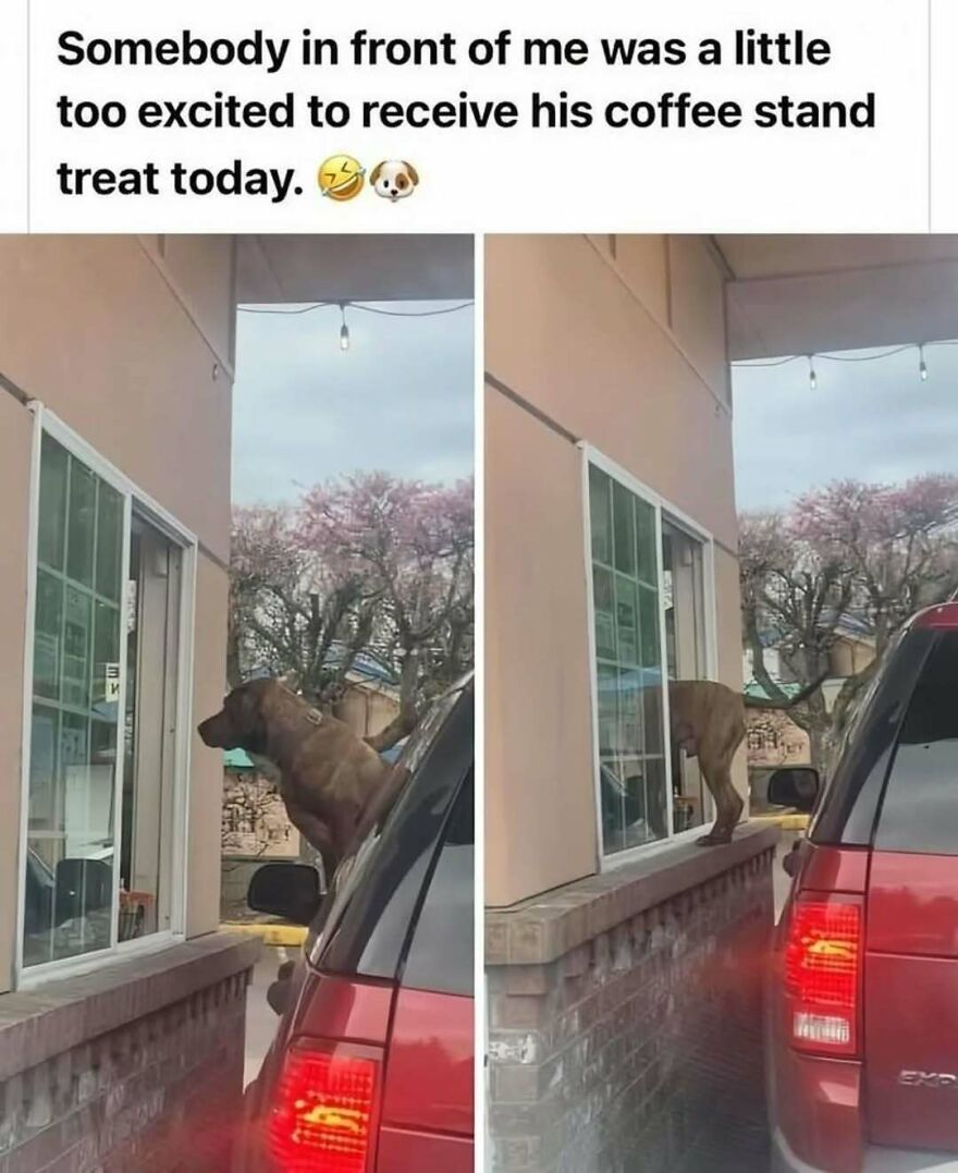 A silly and cute animal meme of an excited dog leaning out of a car window at a coffee stand.
