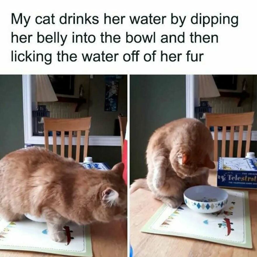 A silly and cute animal meme showing a cat drinking water by dipping its belly into the bowl.