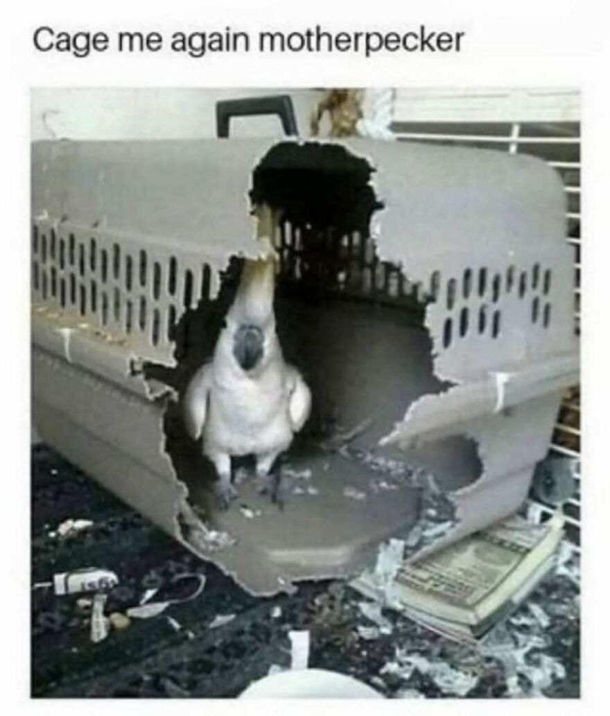 A silly and cute animal meme of a cockatoo parrot that has destroyed its cage.