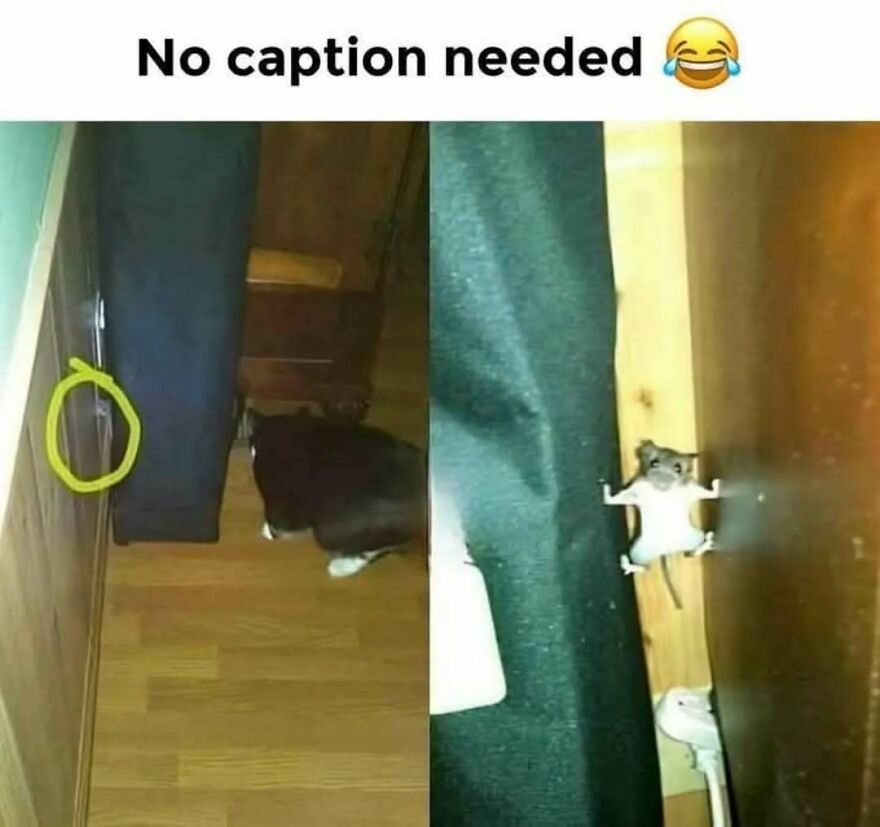 A silly and cute animal meme of a black cat staring at a mouse peeking from a wall crack.