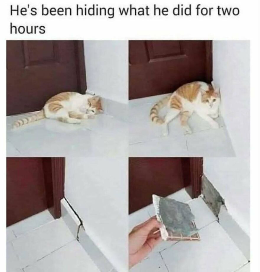 A silly and cute animal meme of a cat hiding after damaging a wall, showcasing animal memes.