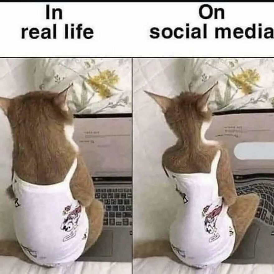 A silly and cute animal meme of a cat in a diaper, comparing in real life vs. on social media.