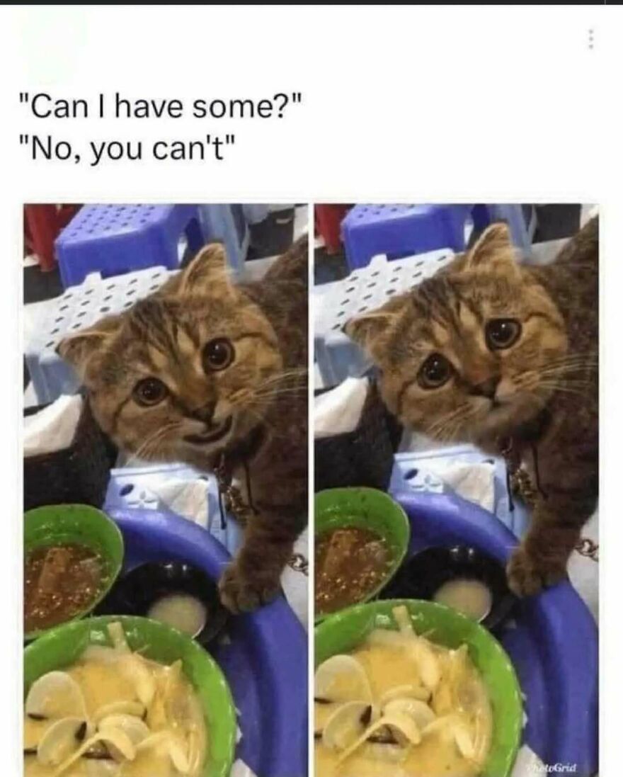 A silly and cute animal meme of a cat begging for food with text Can I have some? No, you can't.