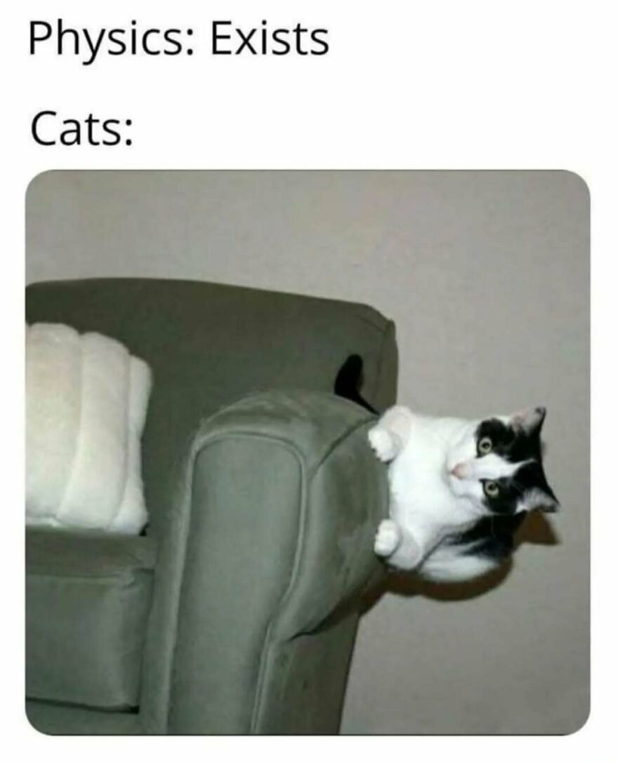 A silly animal meme of a black and white cat defying physics, hanging oddly off the back of a green armchair.
