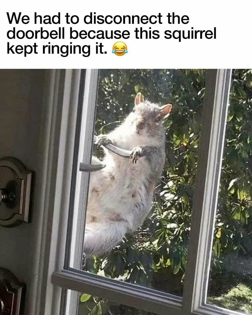 Silly animal meme of a squirrel hanging from a doorbell, captured by a doorbell camera. A cute animal meme.