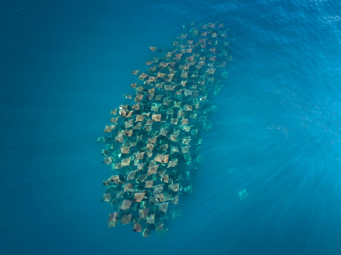 Aerial / Drone, Honorable Mention: Mobula Ballet In Baja Waters By Colas Decloitre
