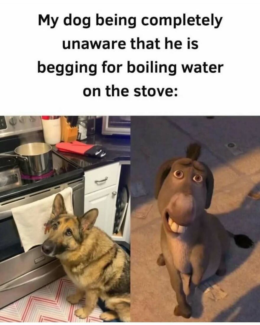 A silly animal meme featuring a dog begging for boiling water, unaware of the danger, with an expression like Donkey from Shrek.