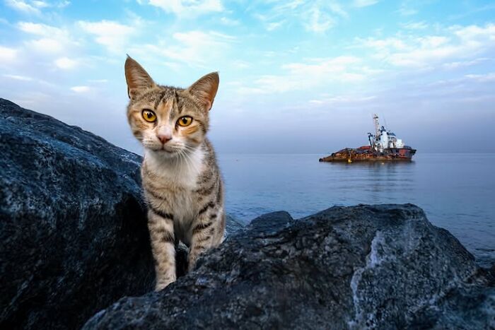 Remarkable photographs by Tittu Shaji Thomas capturing landscapes: a cat on rocks with a ship in the sea.