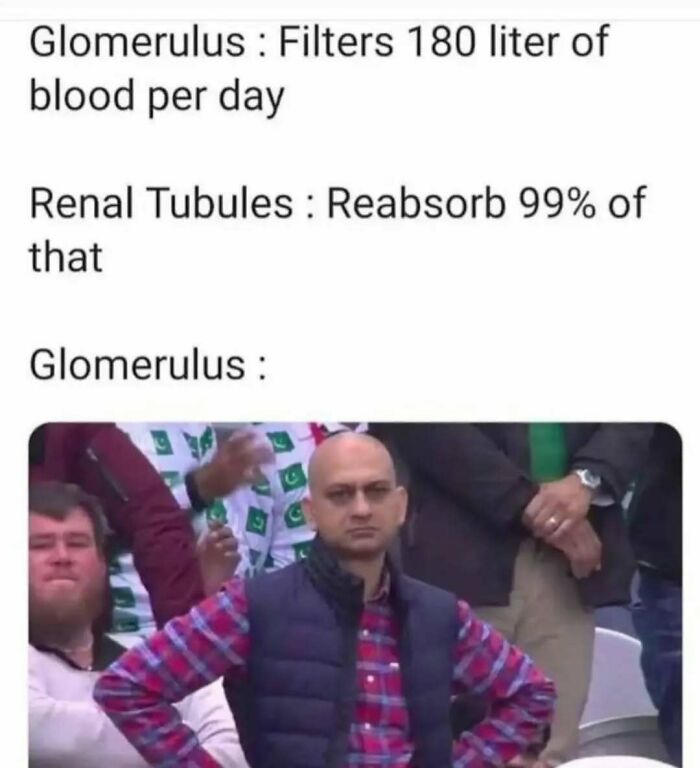 Funny medical meme about Glomerulus filtering blood and Renal Tubules reabsorbing it, with a man looking displeased.