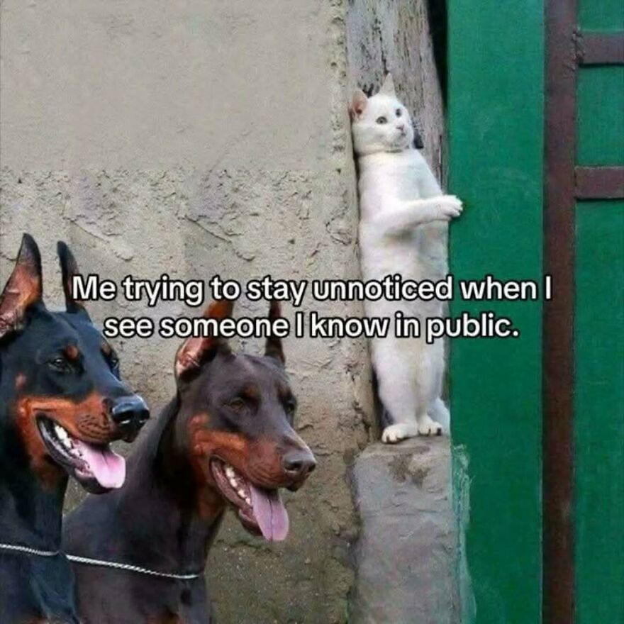 A cute animal meme showing a white cat trying to hide behind a wall from two doberman dogs, resembling someone avoiding a known person.