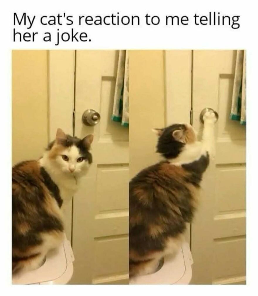 A cute animal meme showing a fluffy cat looking unimpressed, then turning and trying to open a door, reacting to a joke.