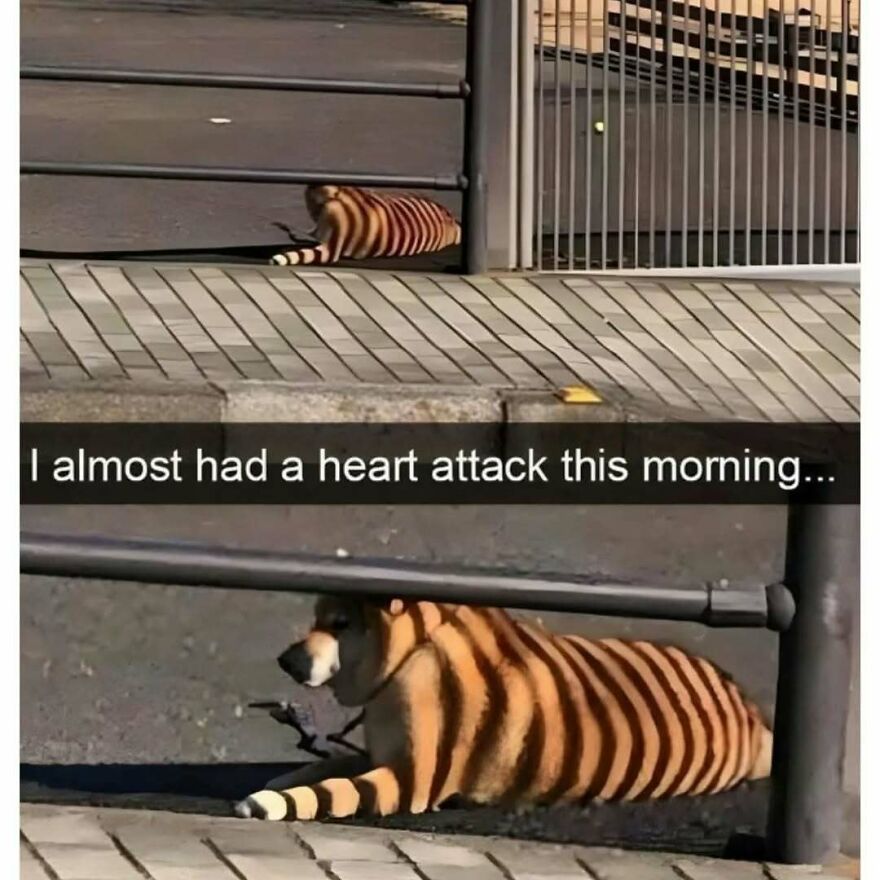 A silly animal meme of a dog lying in the sun, with shadows making it appear striped like a tiger, causing a scare.