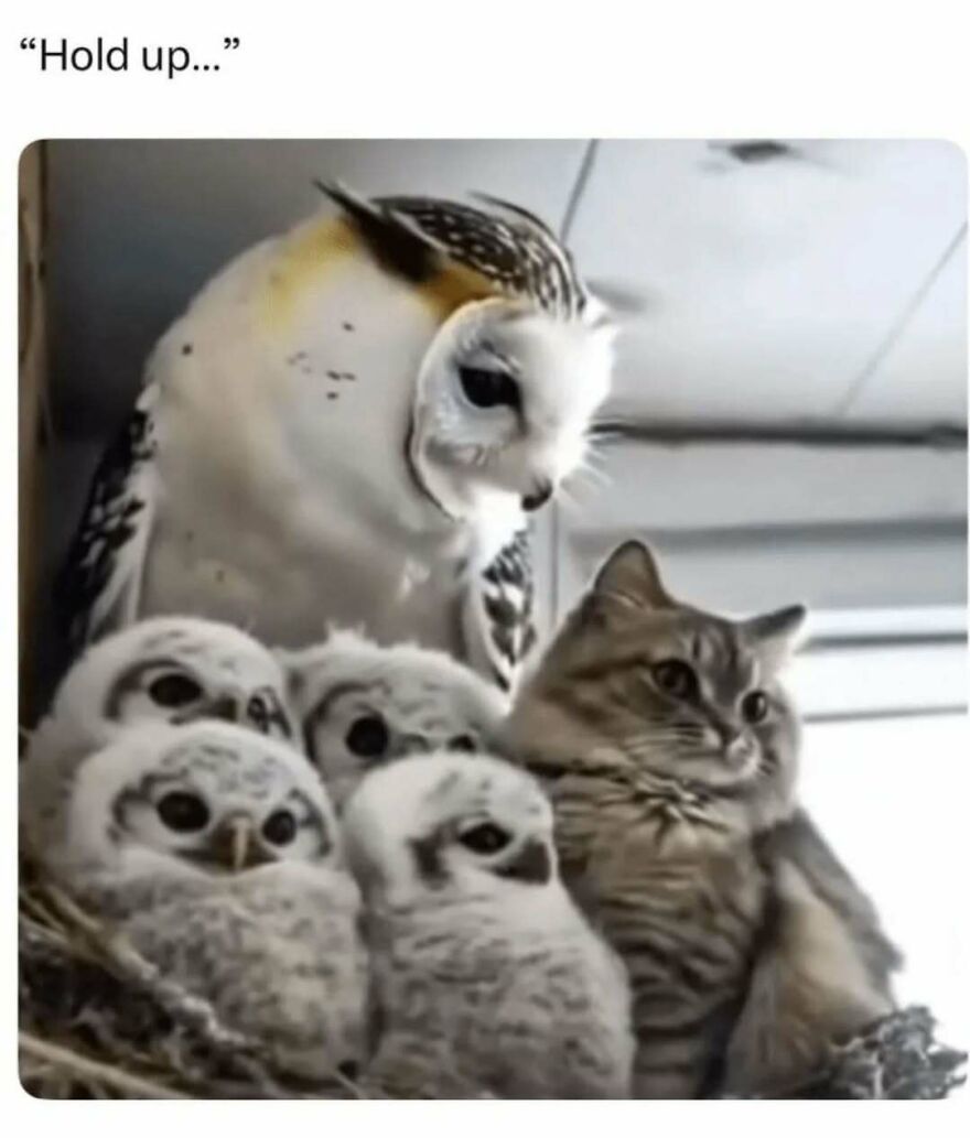 Cute animal meme of an owl, four owlets, and a cat sitting together. A silly animal meme.