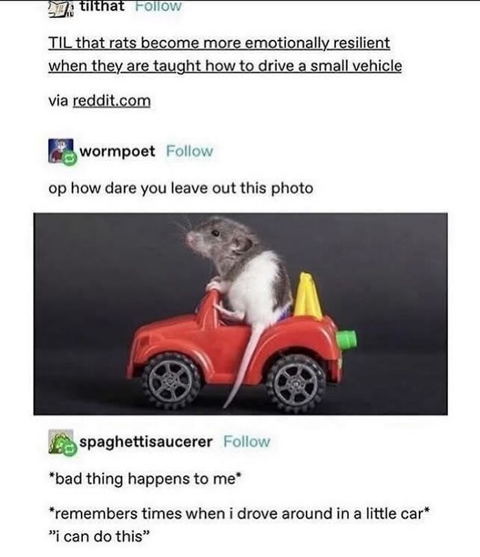 A screenshot of a funny Tumblr post about rats driving small vehicles for emotional resilience, with an image of a rat in a toy car.