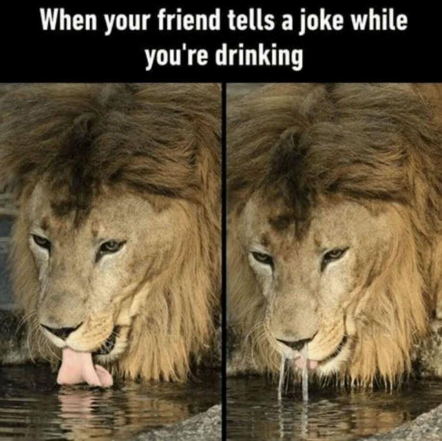Silly animal meme of a lion drinking water, then spitting it out after hearing a joke. A cute animal meme.